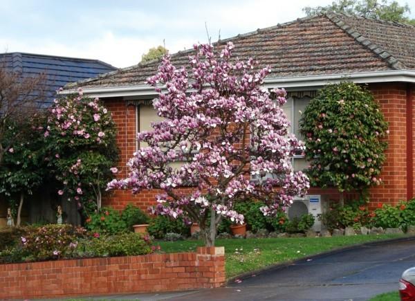 puutarha design talo puu magnolia vaaleanpunainen