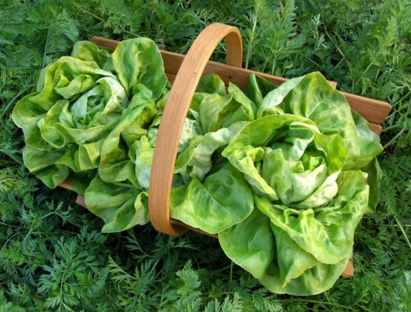 puutarhan suunnitteluideoita syötävät kasvit vihreä salaatti