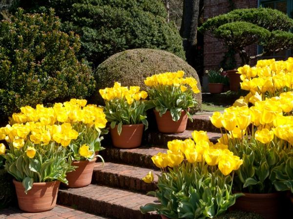 puutarhan suunnitteluideoita keltaiset tulppaanit kukkaruukut portaat