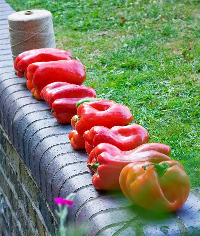 puutarhan suunnitteluideoita paprika koristeena joen kahvila valokuva clive nichols