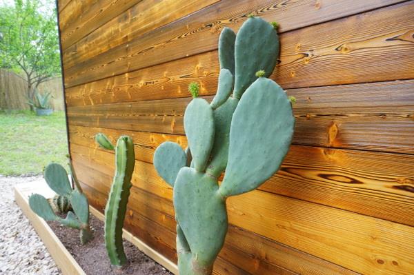 puutarhan suunnitteluideoita helppohoitoinen puutarhakasvi lämmönkestävä kaktushoito