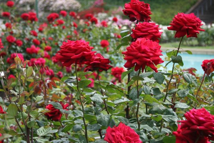 puutarhan suunnitteluideoita ruusut punainen italialainen tyyli