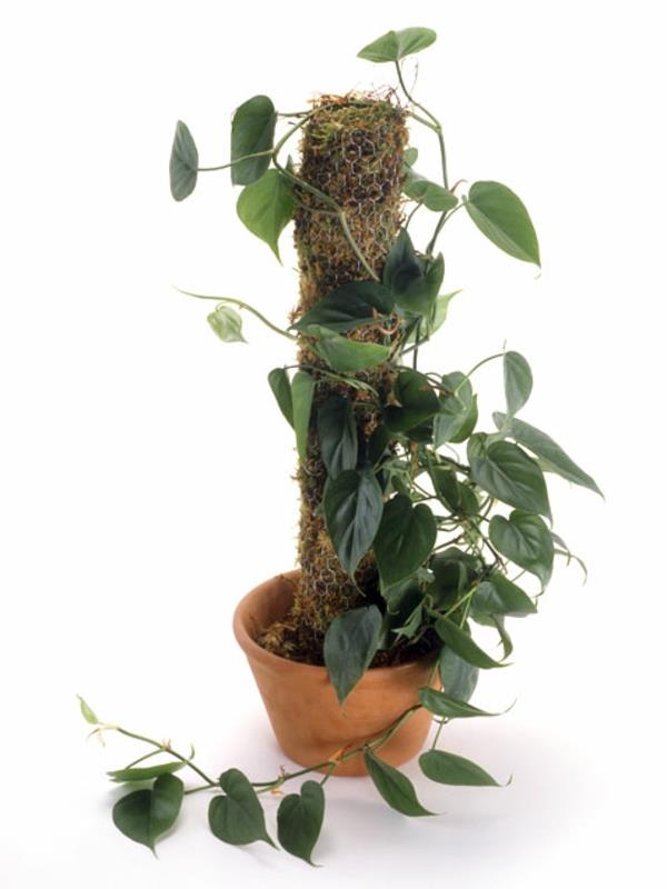 puutarhan suunnittelu puutarha huonekasvit kuvia philodendron