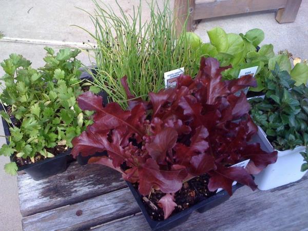 puutarhan suunnittelu yrtit punainen salaatti