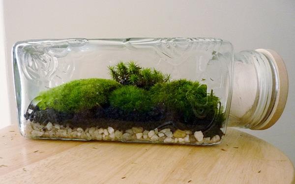suunnittelija idea puutarhasuunnittelu terraario bonsai puu sammal