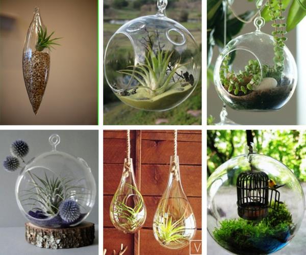 puutarha suunnittelu terrarium bonsai puu alkuperäinen laji