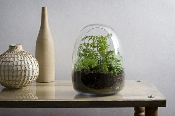 suunnittelija idea puutarhasuunnittelu terrarium bonsai tree alkuperäinen deco