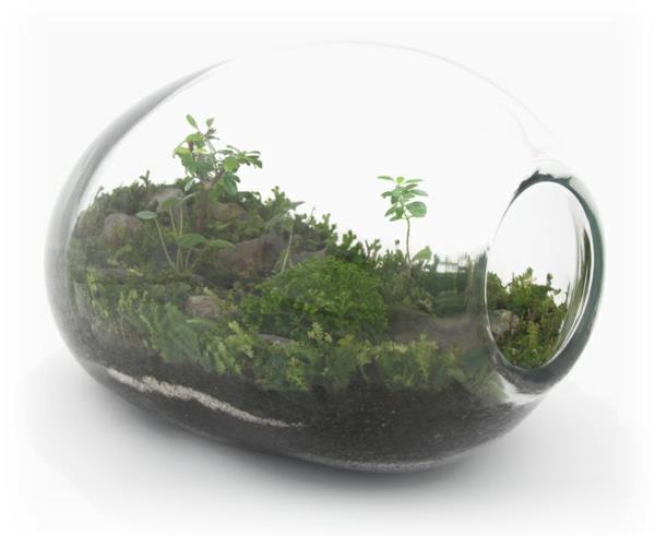 suunnittelija idea puutarhasuunnittelu terrarium bonsai kasvit