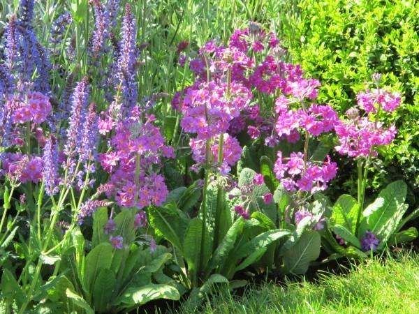 puutarhan suunnittelu upeita kasveja violetilla