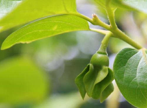 puutarhan suunnittelun temppuja ja vinkkejä kasvit kukkivat