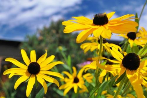 puutarhan suunnittelun temppuja ja vinkkejä auringonkukista