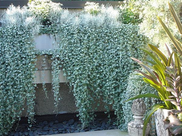 puutarhan suunnittelu ja maisemointi helppohoitoiset puutarhakasvit lämmönkestävää murattipuutarha-aitaa