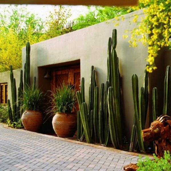luoda ideoita kuvia puutarhan suunnittelu moderni kaktus