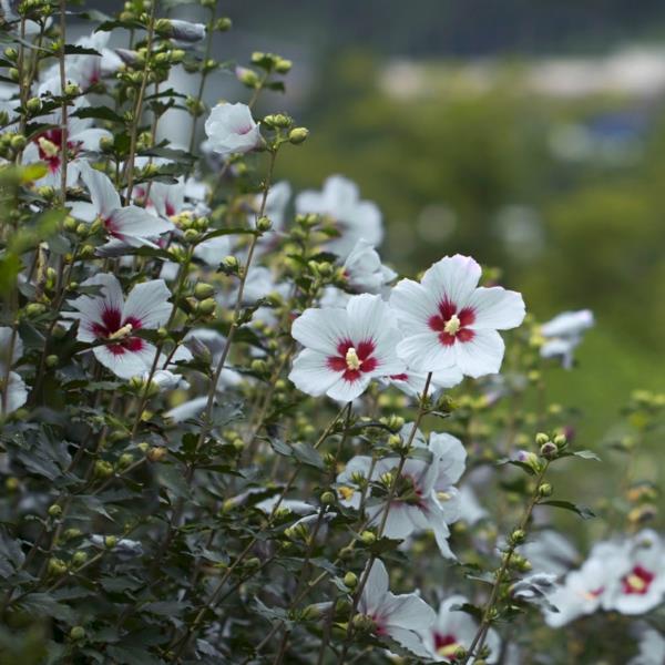 puutarhan hibiscus hoito kukkivaan pensasaitaan