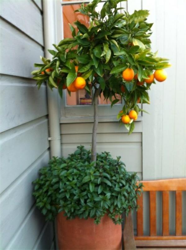 puutarhaideat syksy puutarha ruukkukasvit eksoottiset kasvit appelsiinipuu