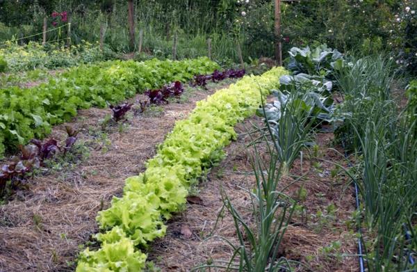 puutarhakalenteri maaliskuu istutus vihannekset salaatti sipuli puutarhanhoito