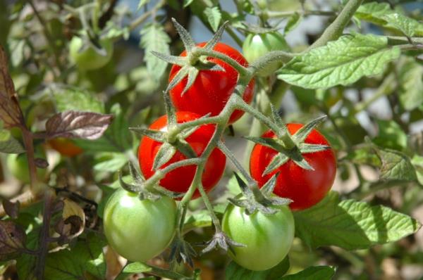 puutarhakalenteri marssi vihannekset tomaatit istutus puutarhanhoito