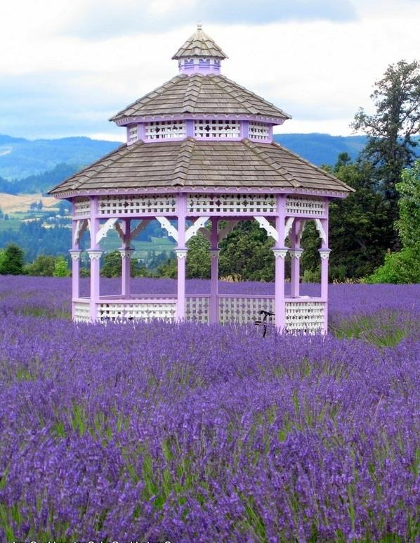 Lehtimaja on tehty puisista pergolan violetista kukista