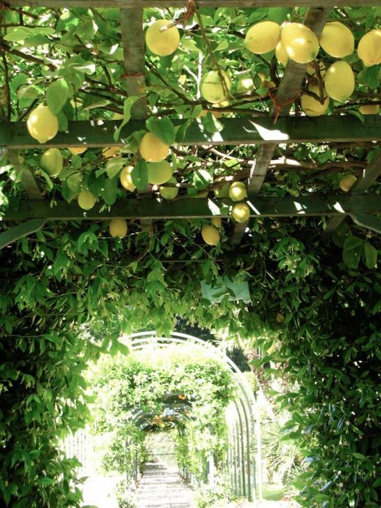 puutarha pergola kiipeilykasvit tunneli välimeren puutarhan suunnittelu sitruunapuu