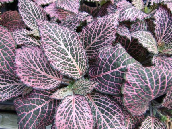 puutarhakasvi fittonia kauniit lehdet mosaiikki