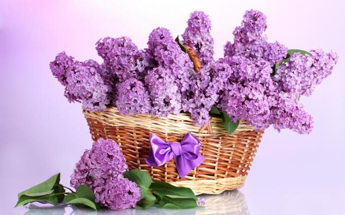 puutarhakasvi liila violetti maalaismainen kukkakoriste