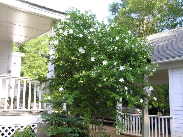 puutarhakasvi gardenia puu koristele ulkoalue