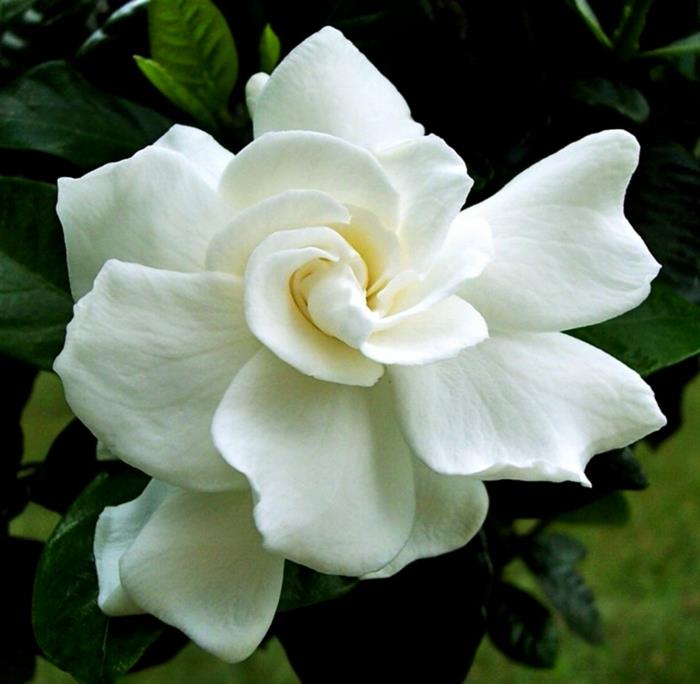 puutarhakasvi gardenia kukka valkoinen kaunis