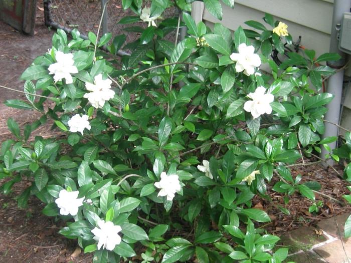 puutarhakasvi gardenia jasmiini ruusupensas puutarhaideoita