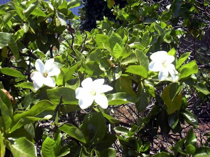 puutarhakasvi gardenia kauniita valkoisia kukkia