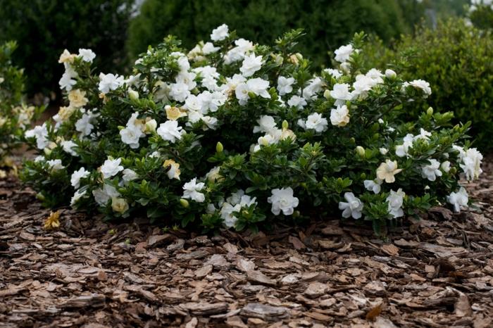 puutarhakasvi gardenia pensas puutarhaideoita