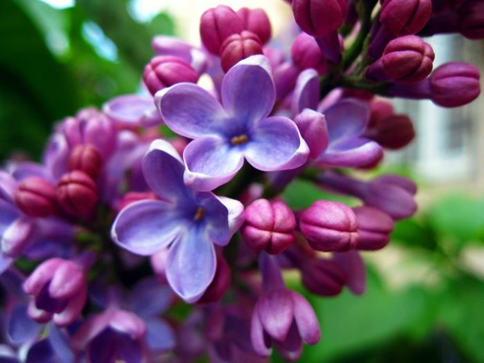 puutarhakasvi tavallinen lila violetti tuoreet kukat