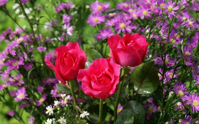 puutarhakasvi vaaleanpunainen lajike ihana