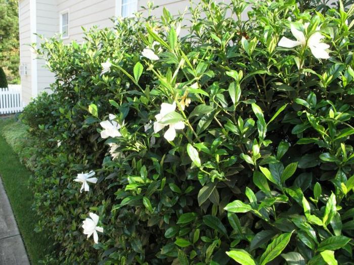puutarhakasvi pensaat gardenia valkoinen talo julkisivu