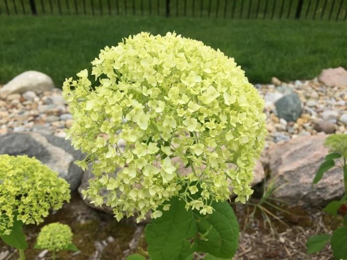 puutarhakasvit pallo hydrangea vaaleanvihreä