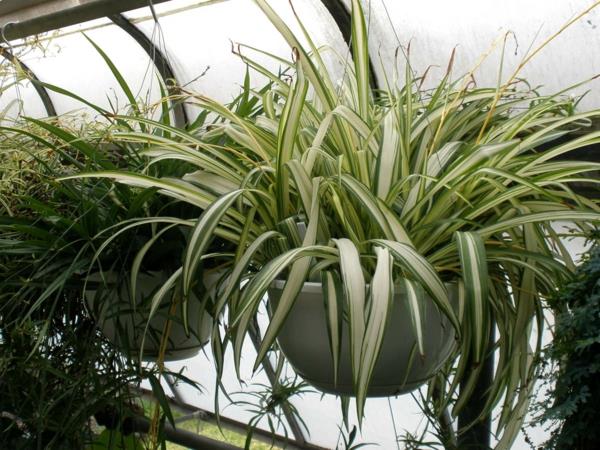kauniit koristeet Chlorophytum roikkuva kori huonekasvit