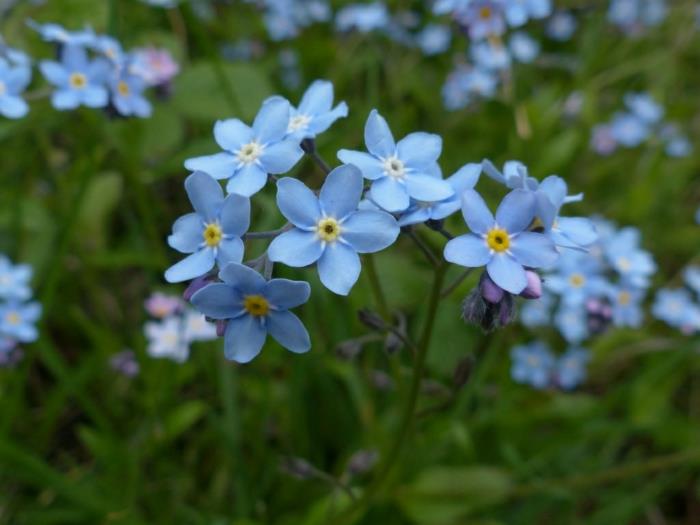 puutarhakasvit Myosotis sylvatica kauniita sinisiä kukkia