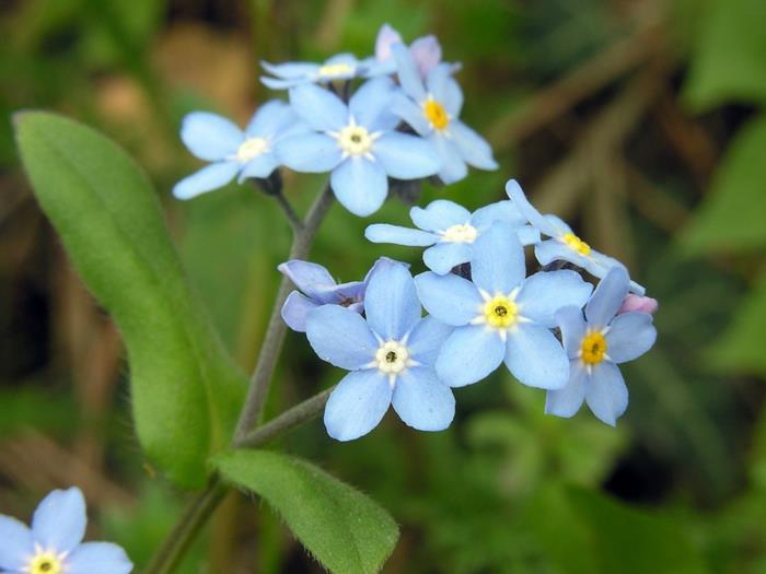 puutarhakasvit Myosotis sylvatica -laji unohtumaton