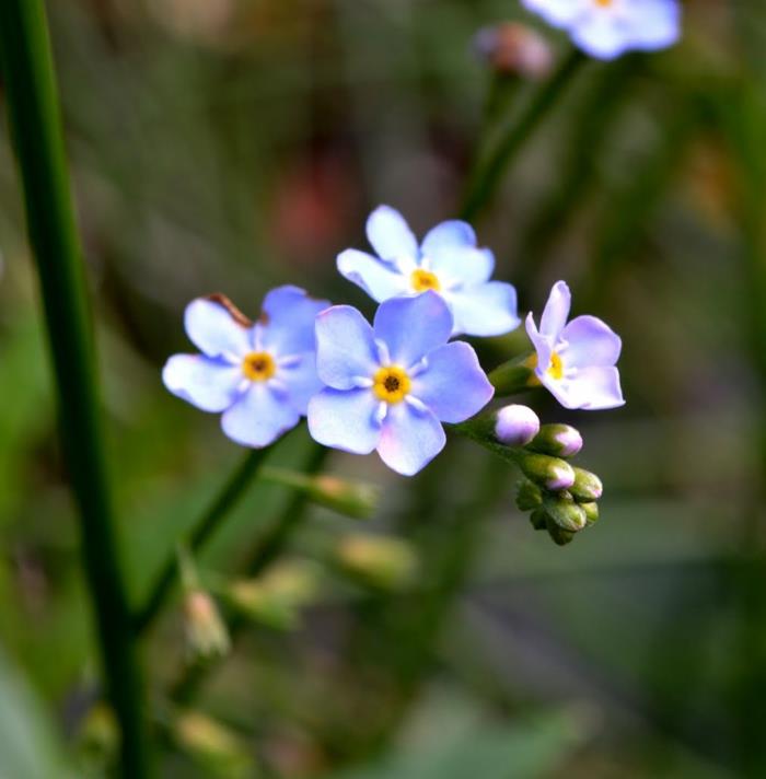 puutarhakasvit Myosotis sylvatica luovat unohtumattoman puutarhan