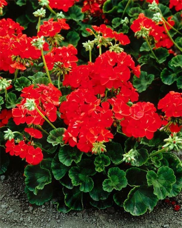 puutarhakasvit Pelargonium zonale punaisena