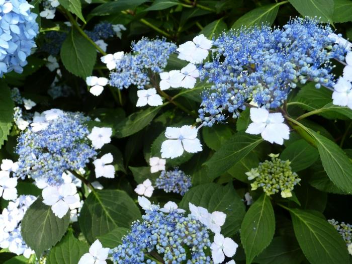 puutarhakasvit levy hydrangea valkoinen kukka