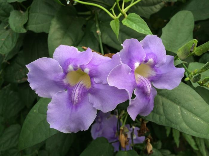 puutarhakasvit Thunbergia grandiflora helppohoitoiset puutarhaideat