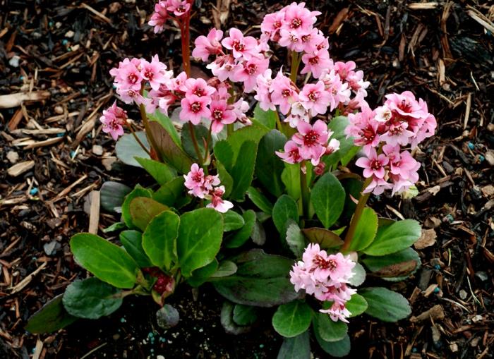 puutarhakasvit bergenia pensas kaunistaa puutarhaa