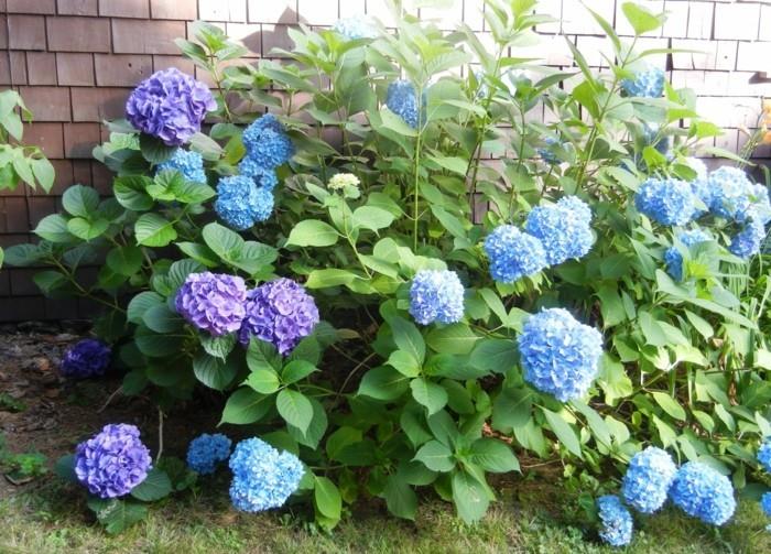 puutarhakasvit, jotka kasvattavat sinistä hortensiaa puutarhassa