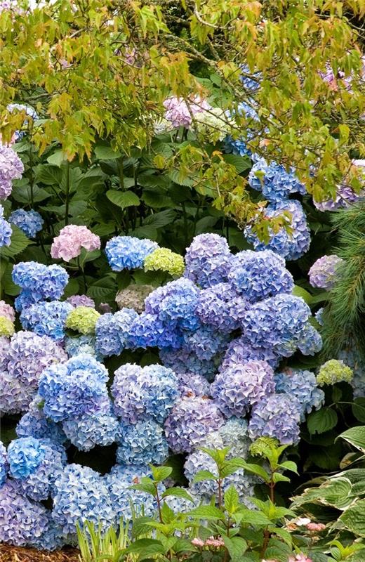puutarhakasvit sininen ja vaaleanpunainen hydrangeas