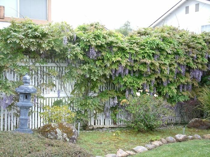 puutarhakasvit koristavat puutarha -aidan wisteriellä