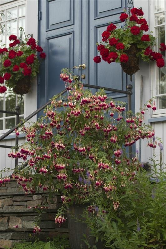 puutarhakasvit geranium koristaa sisäänkäynnin