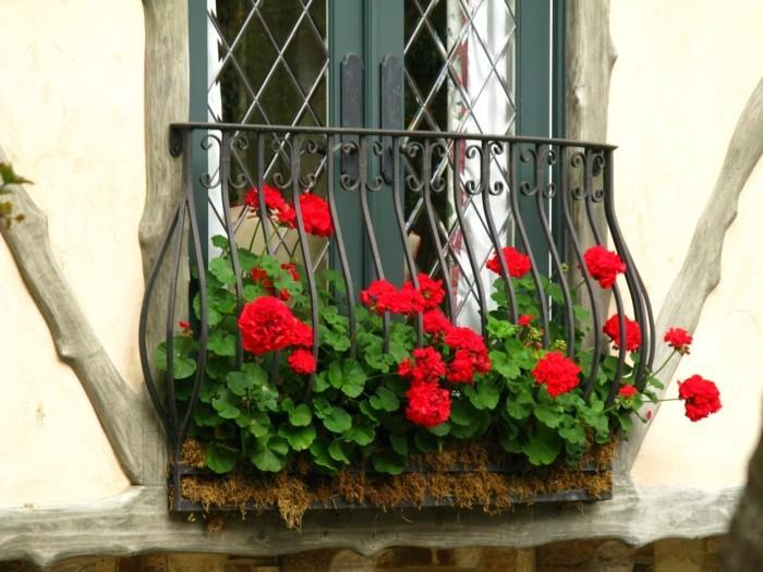 puutarhakasvit geranium parvekkeen istutukseen