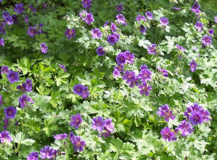 puutarhakasvit geraniumit violetti puutarhasuunnittelu deco -ideoita