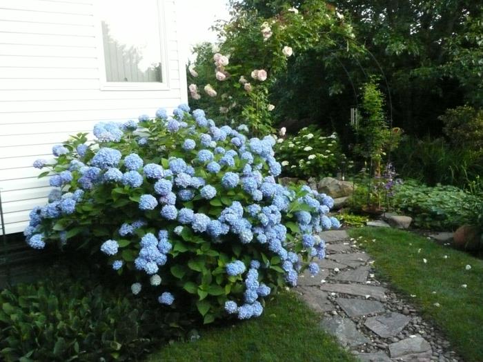 puutarhakasvit hydrangea sininen puutarhapolku