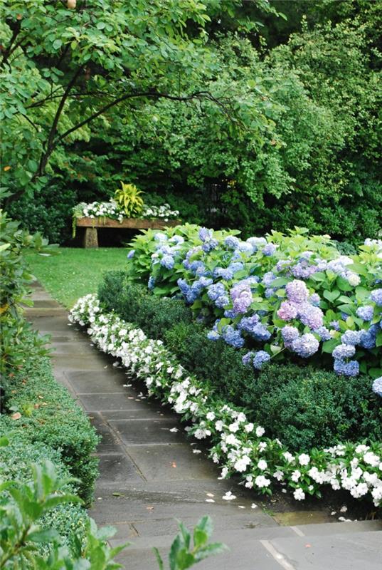 puutarhakasvit hydrangea puutarha kukka kaunis puutarha suunnittelu